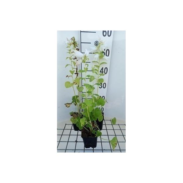 6 X Campanula Latifolia 'Macrantha Alba' - Menta Di Montagna - Vaso 9 X 9 Cm-image