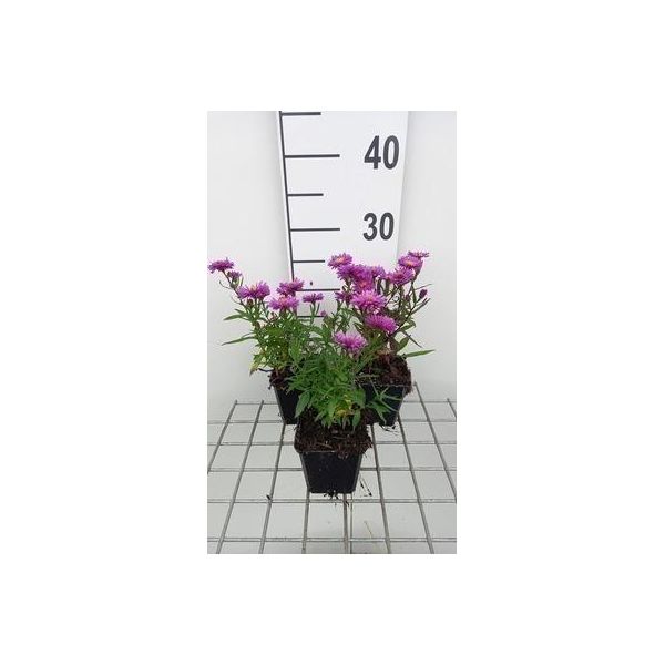 6 X Aster N.-B. 'Carmine Dome' - Aster Autunnale - Vaso 9 X 9 Cm-image