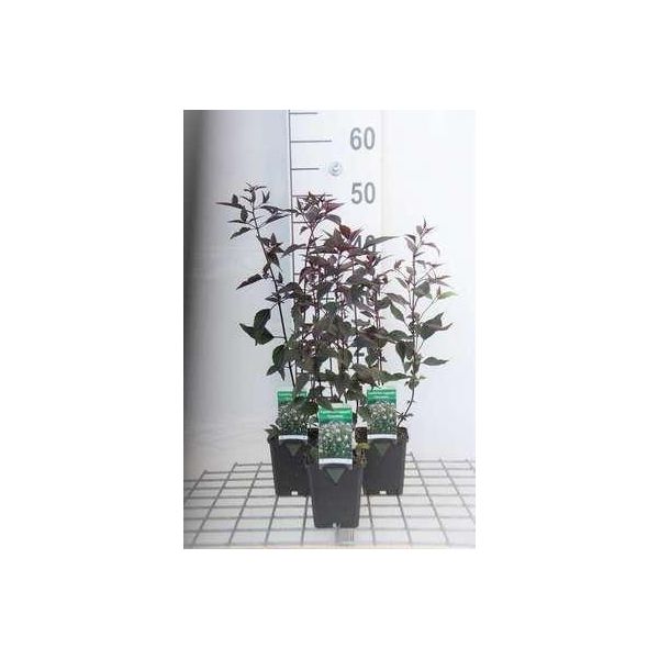 6 X Eupatorium Rugosa 'Chocolate' - Senape D'acqua - Vaso 9 X 9 Cm-image