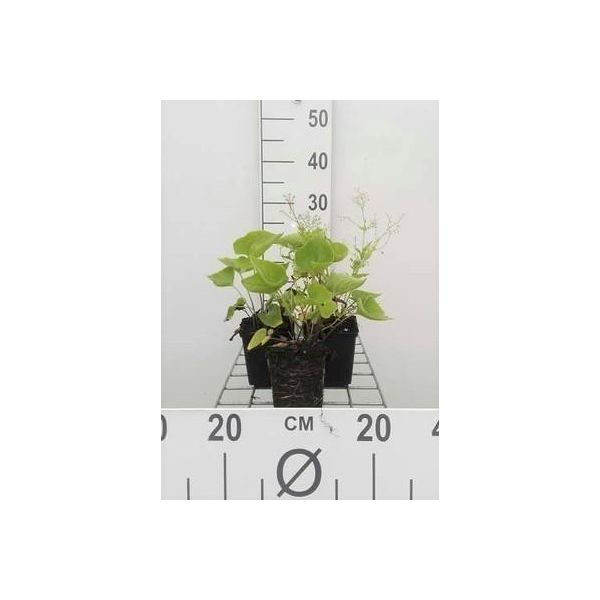 6 X Brunnera Macrophylla - Nontiscordardime Caucasico - Vaso 9 X 9 Cm-image