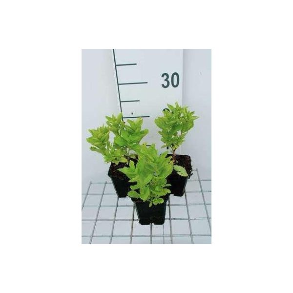 6 X Campanula Lact. 'Border Blues' ('Madiwiho') - Menta Di Montagna - Vaso 9 X 9 Cm-image