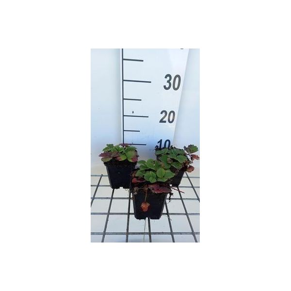 6 X Fragaria (A) 'Lipstick' - Fragola Selvatica - Vaso 9 X 9 Cm-image