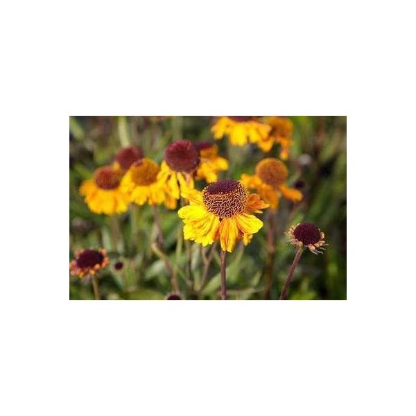 6 X Helenium Hybr. 'Carmen' - Sonnenbraut - Topf 9 X 9 Cm-image