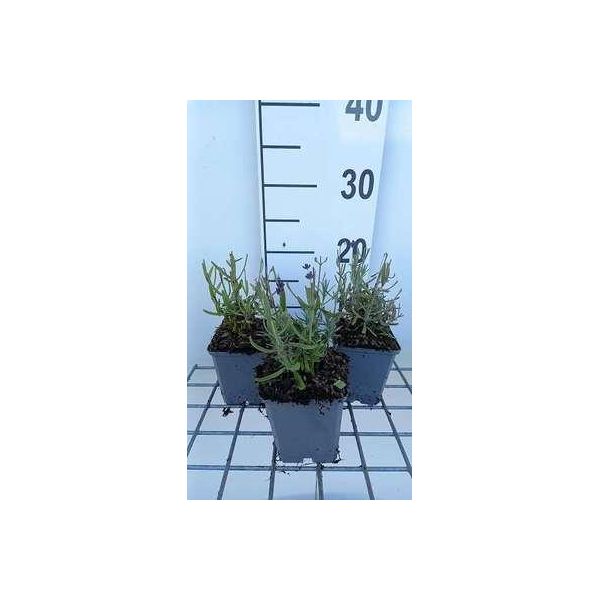 6 X Lavandula Ang. Super Blue' - Lavanda - Vaso 9 X 9 Cm-image