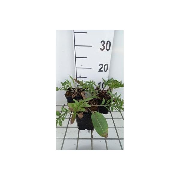 6 X Centaurea Atropurpurea - Spornblume - Topf 9 X 9 Cm-image