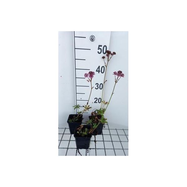 6 X Astrantia Major 'Claret' - Ombrello A Stella - Vaso 9 X 9 Cm-image