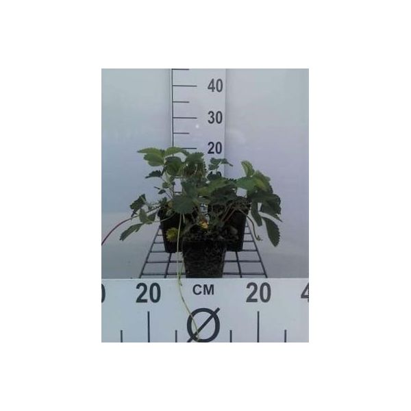 6 X Fragaria (A) 'Pink Panda' ('Frel') - Fragola Selvatica - Vaso 9 X 9 Cm-image