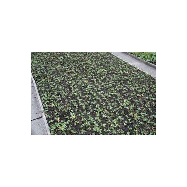 6 X Astrantia Major 'Ruby Wedding' - Ombrello A Stella - Vaso 9 X 9 Cm-image