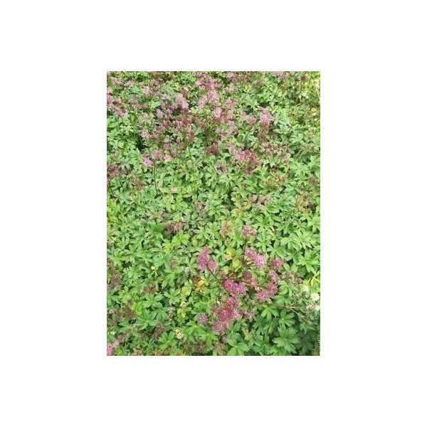 6 X Astrantia Major 'Ruby Star'® - Ombrello A Stella - Vaso 9 X 9 Cm-image