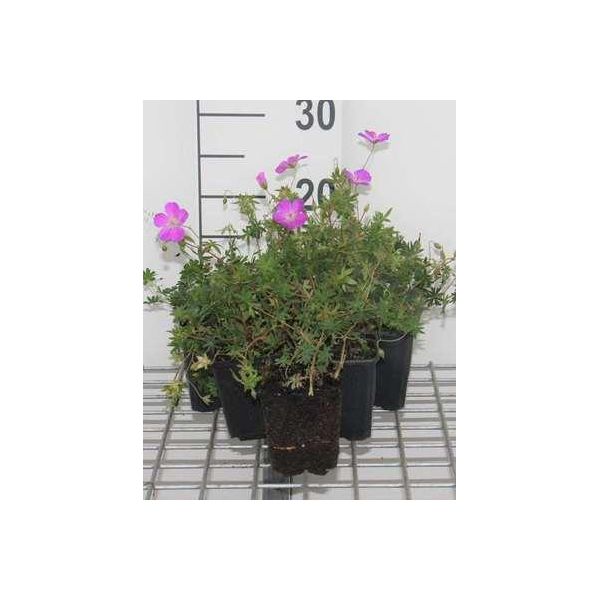 6 X Geranium Sanguineum - Cranesbill - Vaso 9 X 9 Cm-image