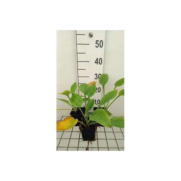 6 X Hosta Hybr. 'Blue Umbrellas' - Hosta - Vaso 9 X 9 Cm-image