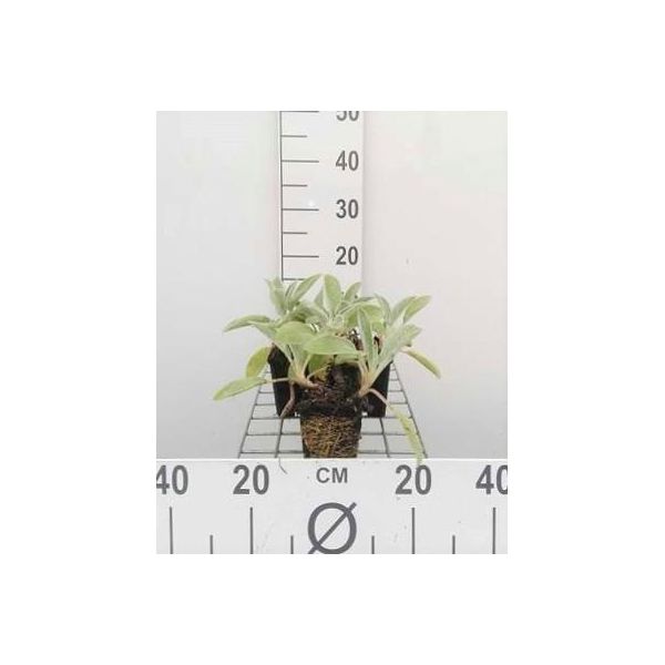 6 X Stachys Byz. 'Cotone Boll' ('Sheila Macqueen') - Ziest - Vaso 9 X 9 Cm-image