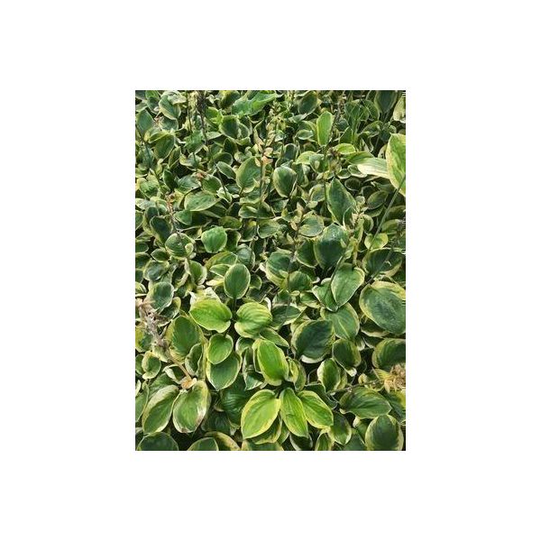 6 X Hosta Hybr. 'Carnival' - Hosta - Vaso 9 X 9 Cm-image