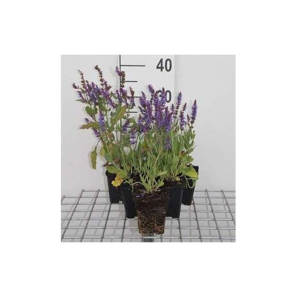 6 X Salvia Nem. 'Bluehill' - Muschio Stella - Vaso 9 X 9 Cm X 9 Cm-image