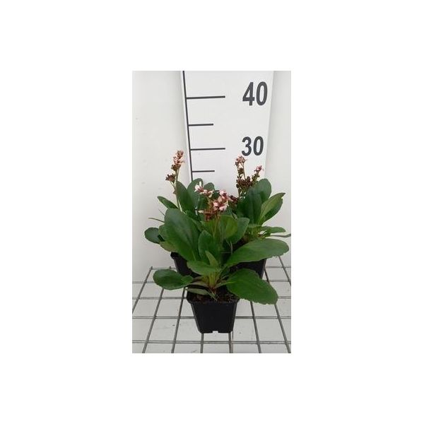 6 X Bergenia Hybr. 'Dragonfly Angel Kiss'® - Pseudodictamnus - Vaso 9 X 9 Cm-image