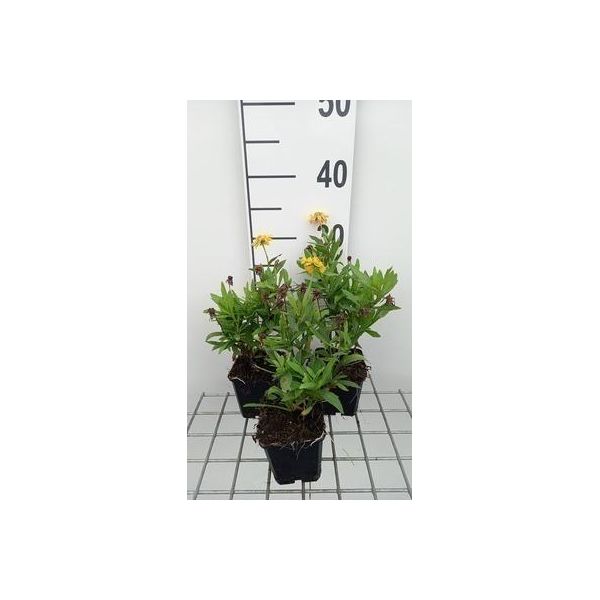 6 X Helenium Hybr. 'Double Trouble' - Sonnenbraut - Topf 9 X 9 Cm-image