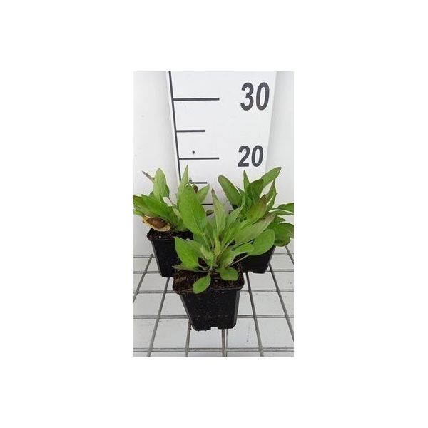 6 X Rudbeckia Fulg. 'Speciosa' - Cavolfiore - Vaso 9 X 9 Cm-image