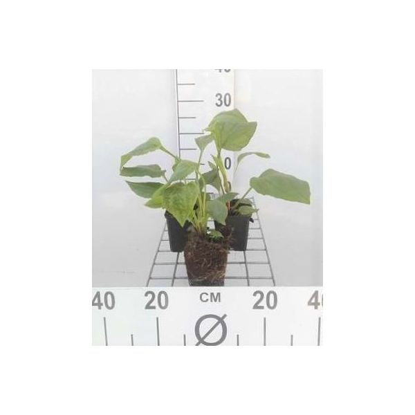 6 X Echinacea Purpurea - Fiore Di Conifera - Vaso 9 X 9 Cm-image