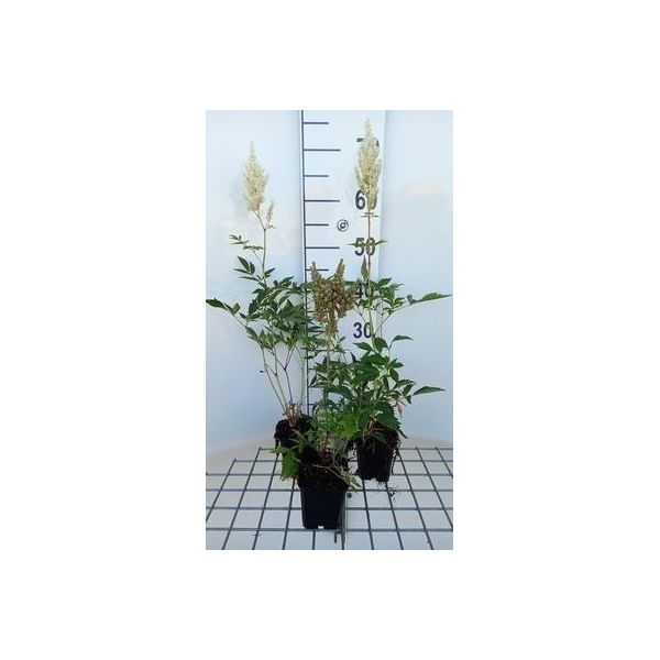 6 X Astilbe (A) 'Weisse Gloria' - Magnifica Spirea - Vaso 9 X 9 Cm-image