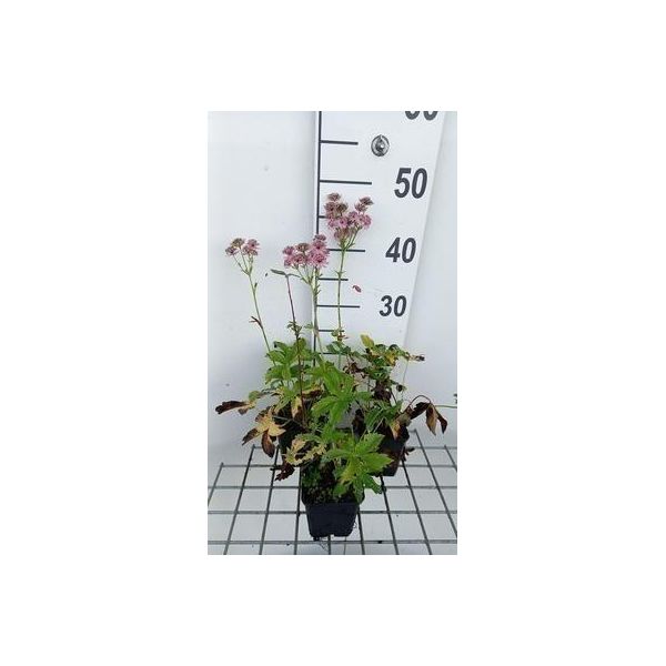 6 X Astrantia Major 'Rosea' - Ombrello A Stella - Vaso 9 X 9 Cm-image