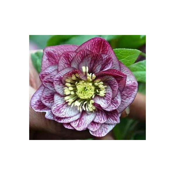 6 X Helleborus Or. 'Double Ellen Picotee' - Rosa Nana - Vaso 9 X 9 Cm-image