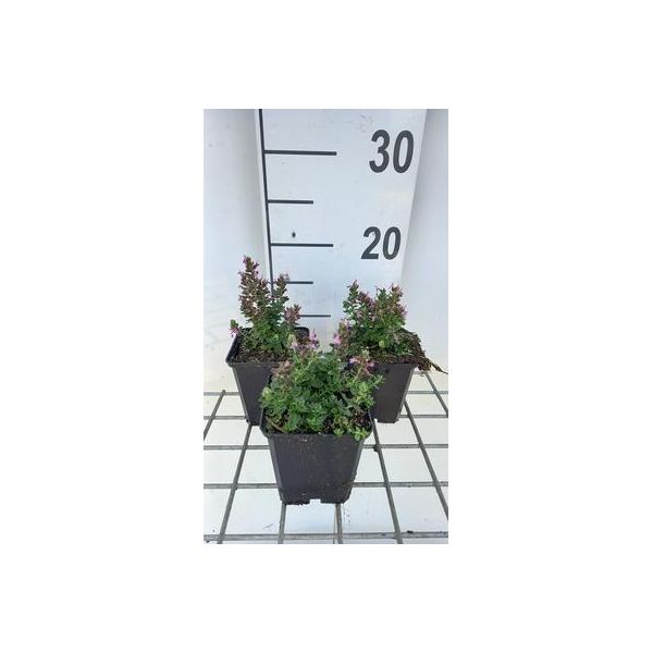 6 X Teucrium Cham. Nanum' - Gamander - Vaso 9 X 9 Cm-image