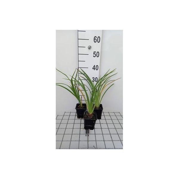 6 X Hemerocallis Hybr. 'El Desperado' - Daylily - Vaso 9 X 9 Cm-image