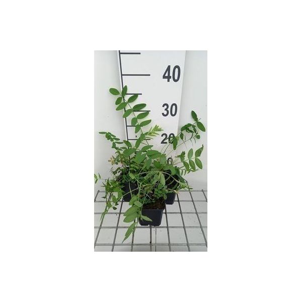 6 X Galega Officinalis - Galega - Vaso 9 X 9 Cm-image