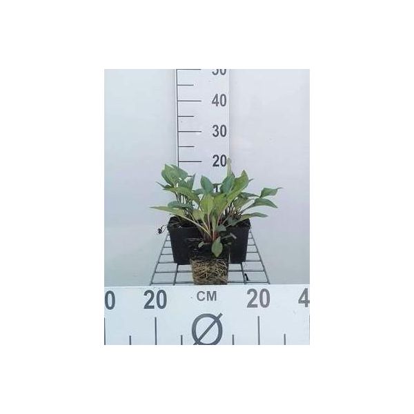 6 X Echinacea Purp. 'J.S.Roho'® - Fiore Di Conifera - Vaso 9 X 9 Cm-image