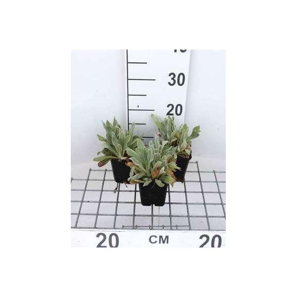 6 X Lychnis Chal. 'Alba' - Garofano Luminoso - Vaso 9 X 9 Cm-image