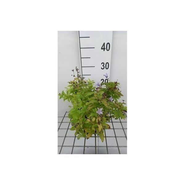 6 X Campanula Lact. 'Senior' - Menta Di Montagna - Vaso 9 X 9 Cm-image