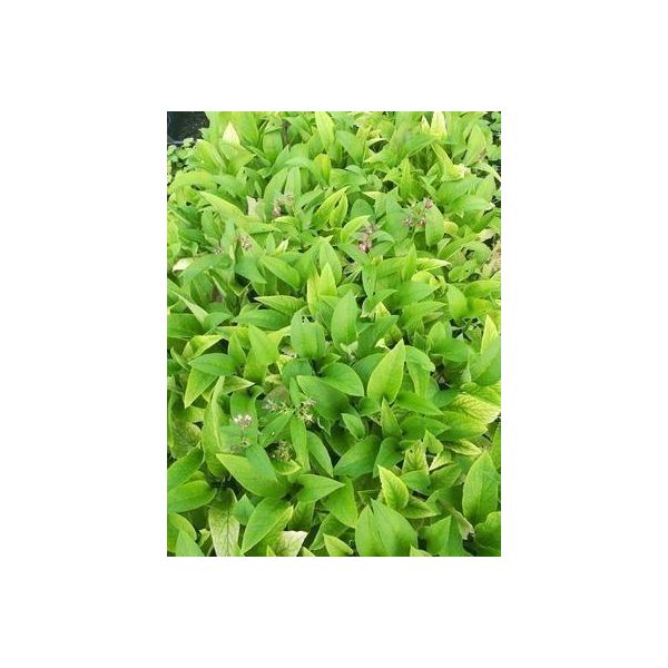 6 X Symphytum Rubrum - Comfrey - Vaso 9 X 9 Cm-image