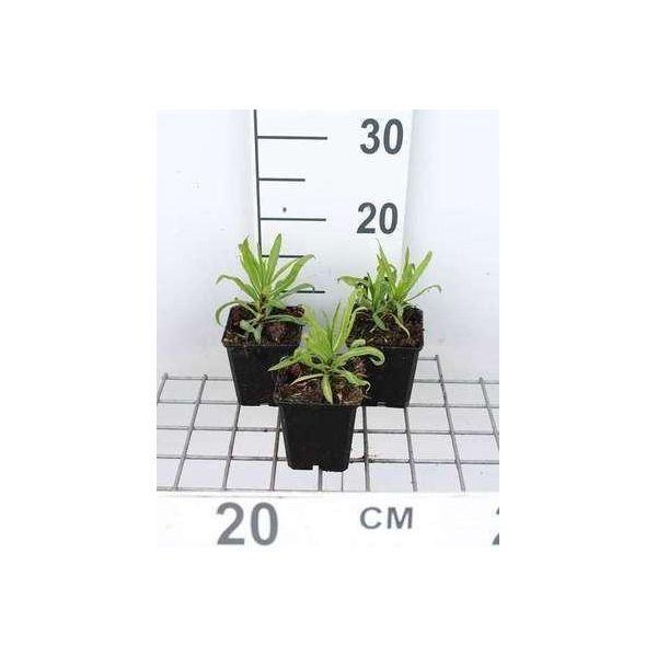 6 X Helenium Hybr. 'Rubinzwerg' - Sonnenbraut - Topf 9 X 9 Cm-image
