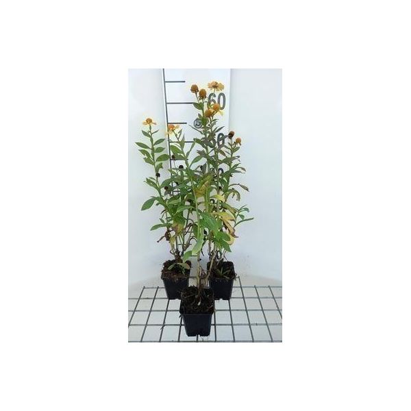 6 X Helenium Hybr. 'Kanaria' - Sposa Al Sole - Vaso 9 X 9 Cm-image