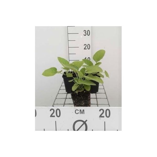 6 X Phlomis Russeliana - Erba Bruciata - Vaso 9 X 9 Cm-image