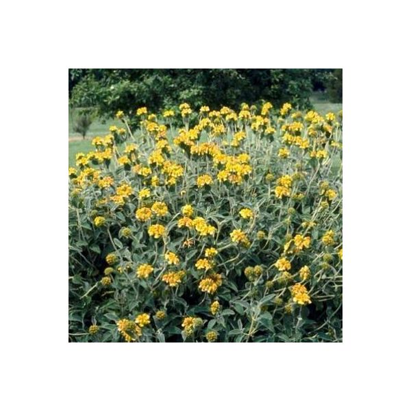 6 X Phlomis Fruticosa - Erba Di Fuoco - Vaso 9 X 9 Cm-image