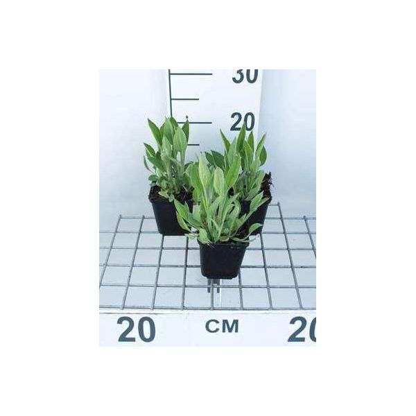 6 X Rudbeckia Fulgida Var. Deamii - Cavolfiore - Vaso 9 X 9 Cm-image