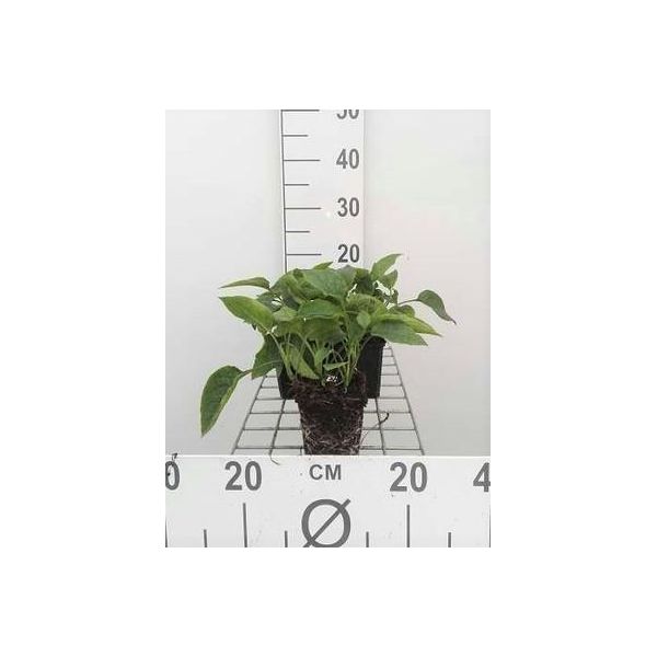 6 X Symphytum Grandiflorum - Comfrey - Vaso 9 X 9 Cm-image