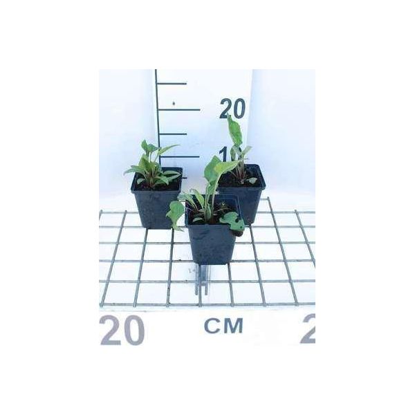 6 X Echinacea Purp. 'Rubinstern' - Sonnenhut - Topf 9 X 9 Cm-image
