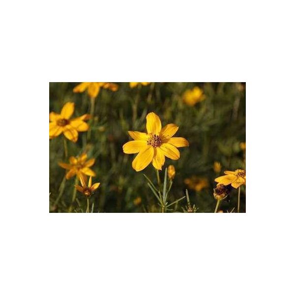 6 X Coreopsis Vert. 'Grandiflora' - Occhio Di Ragazza - Vaso 9 X 9 Cm-image