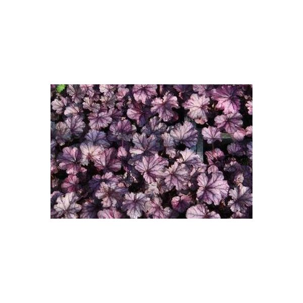 6 X Heuchera Hybr. 'Forever Purple' - Campane Viola - Vaso 9 X 9 Cm-image