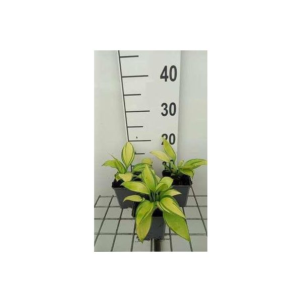 6 X Hosta Hybr. 'June'® - Hosta - Vaso 9 X 9 Cm-image