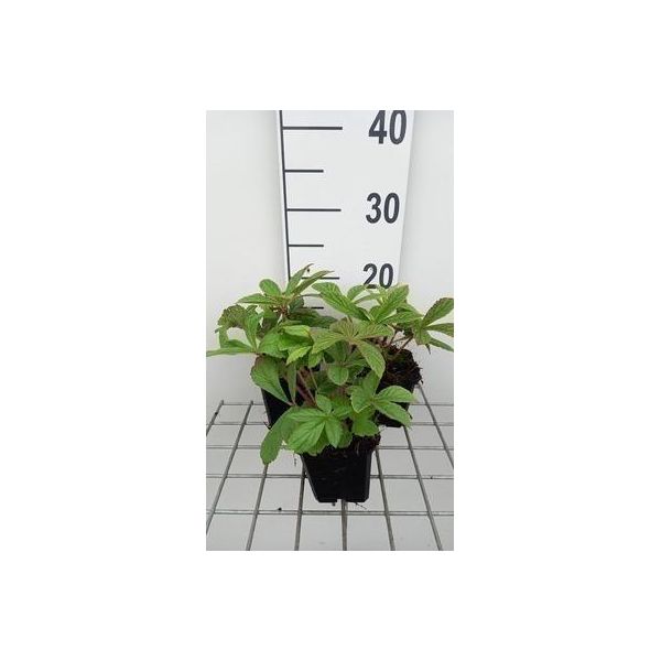 6 X Rodgersia Henrici - Foglia Di Mostra - Vaso 9 X 9 Cm-image