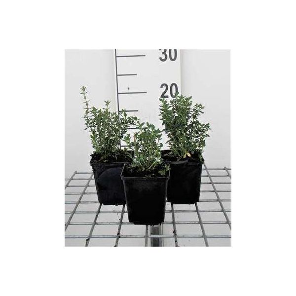 6 X Teucrium Lucidrys - Gamander - Vaso 9 X 9 Cm-image