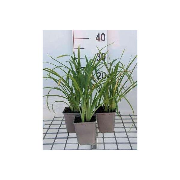 6 X Hemerocallis Hybr. 'Crimson Pirate' - Daylily - Vaso 9 X 9 Cm-image
