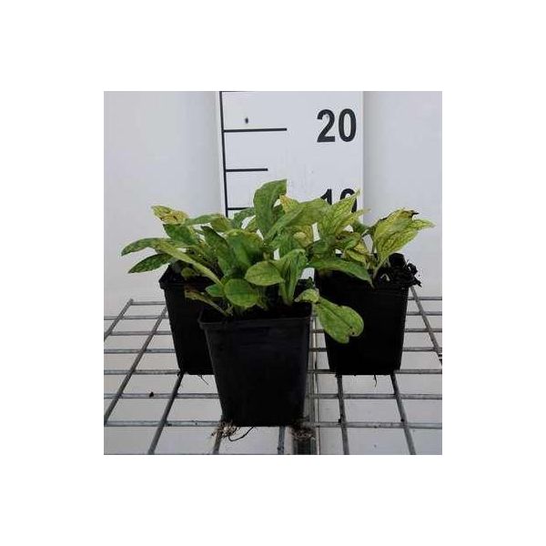 6 X Pulmonaria Ang. 'Azurea' - Allium Marrone - Vaso 9 X 9 Cm-image