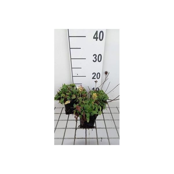6 X Prunella Grand. 'Alba' - Allium Marrone - Vaso 9 X 9 Cm-image