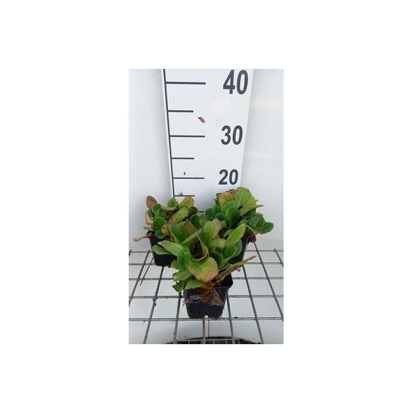 6 X Bergenia Hybr. 'Abendglut' ('Evening Glow') - Pseudodictamnus - Topf 9 X 9 Cm-image