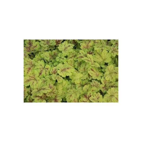 6 X Heucherella Hybr. 'Solar Power'® - Fiore Di Schiuma Bastarda - Vaso 9 X 9 Cm-image