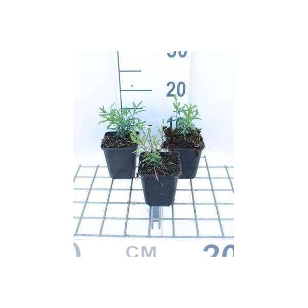 6 X Iberis Semp. 'Schneeflocke' ('Fiocco Di Neve') - Fiore A Nastro - Vaso 9 X 9 Cm-image